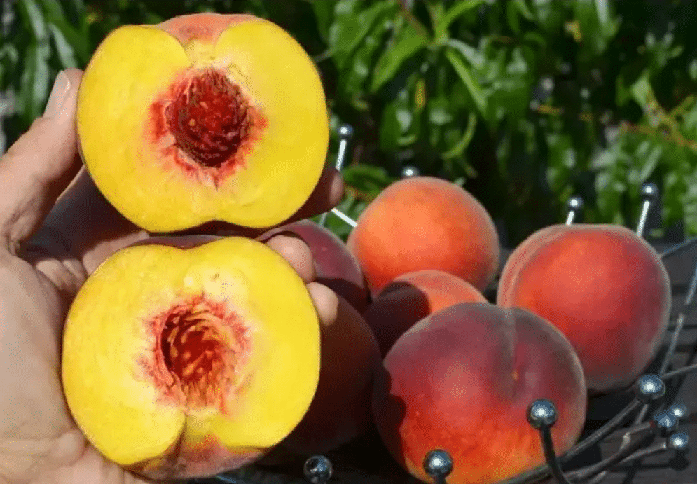 как вырастить персик из косточки